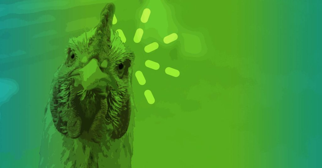 Amazing Animal rooster Peter's betrayal