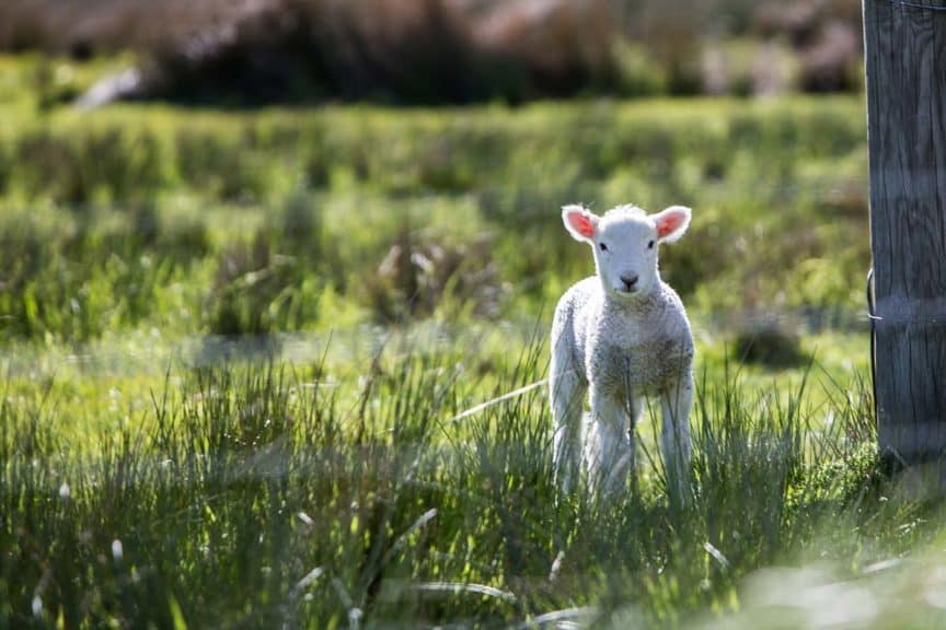 lamb in field easter