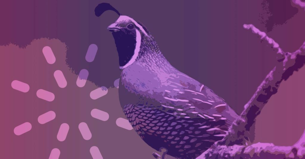quail israelites desert