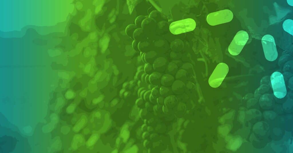 Parable of the Workers in the Vineyard